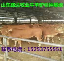 黄牛苗养殖技术u