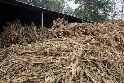 秸秆怎样发酵更好呢?