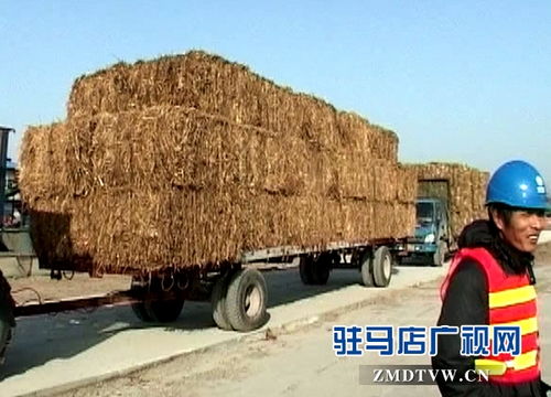 上蔡 国能生物发电催生一批秸秆收购大户