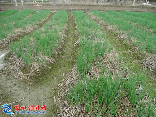 严防露天焚烧秸秆 多项举措保卫 贺州蓝